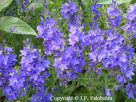 Veronica austriaca ssp. teucrium 'Royal Blue'